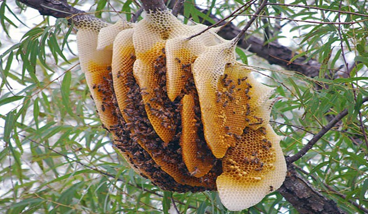 Mật ong rừng, mật ong nguy&ecirc;n chất kh&aacute;c nhau như thế n&agrave;o