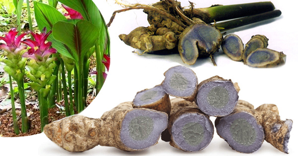 Củ nghệ đenc&oacute; m&agrave;u t&iacute;m v&agrave; cho bột nghệ c&oacute; m&agrave;u trắng đục